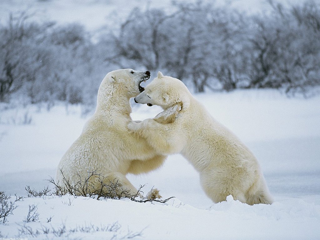 Polar Bear Romp